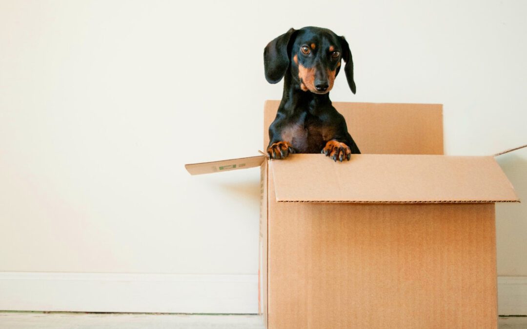Smooth Move Moving Services in South Carolina | cute dog sitting in cardbox box while moving